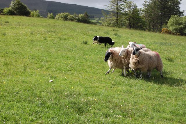 Border Collie beim Schafetreiben in Irland
