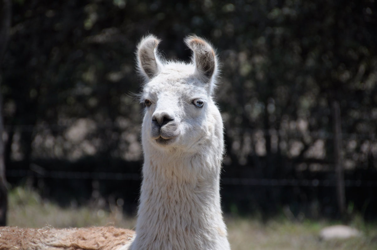 Wolle der Lamas auf sockshype Wolly-Lama