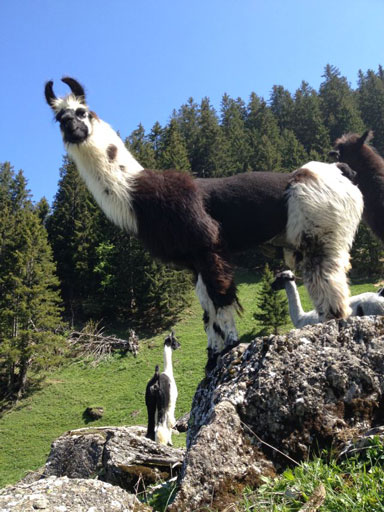 Lama auf sockshype