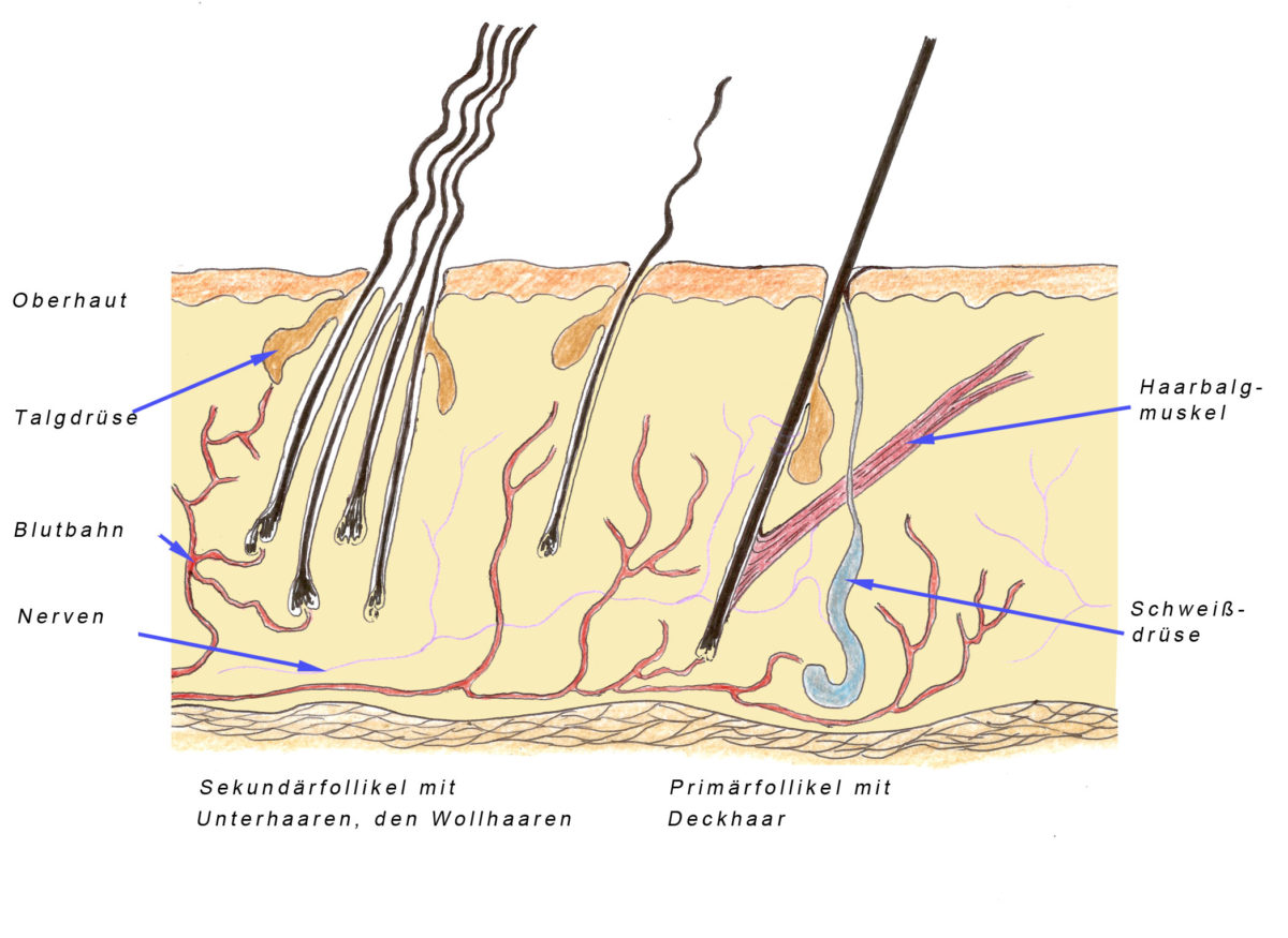 Das Schaf und seine Wolle