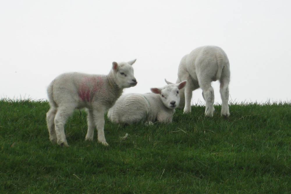 Die Schafe und ihre Wolle