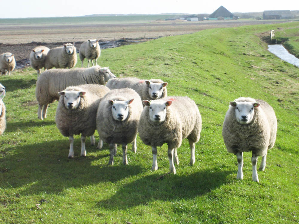 Die Schafe und ihre Wolle