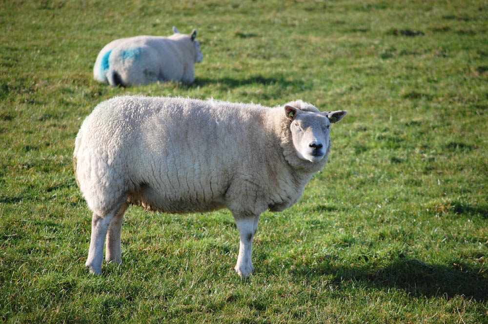 das Schaf und seine Wolle