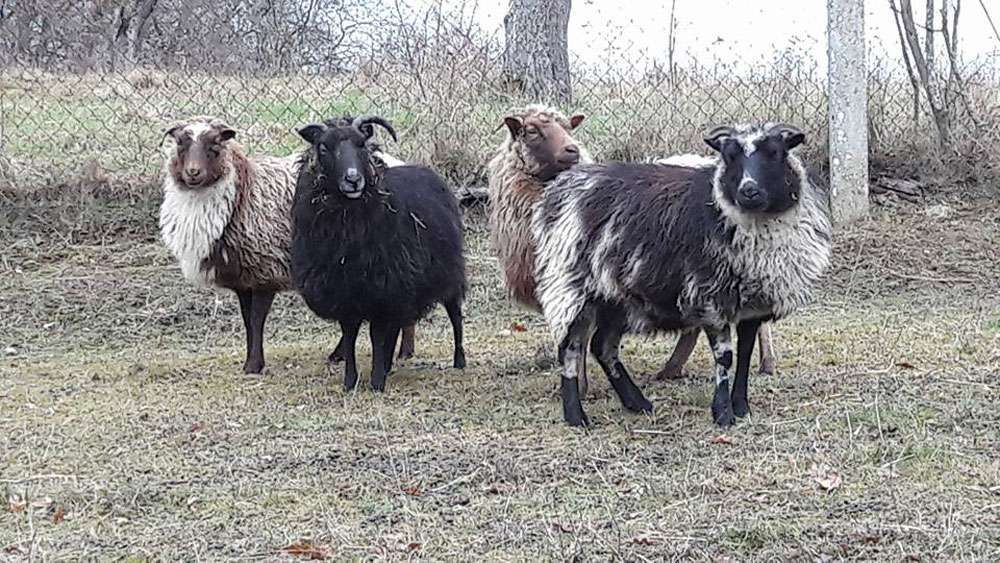 Das Regenbogenschaf - Skuddenherde