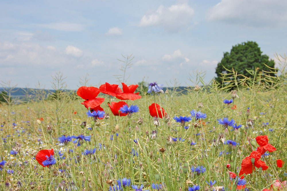 Hygge - Landschaft