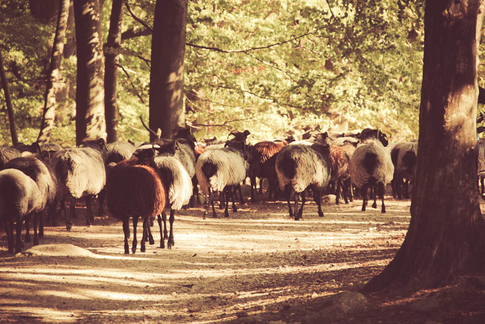 heidschnucken-lueneburger-heide-sockshype03