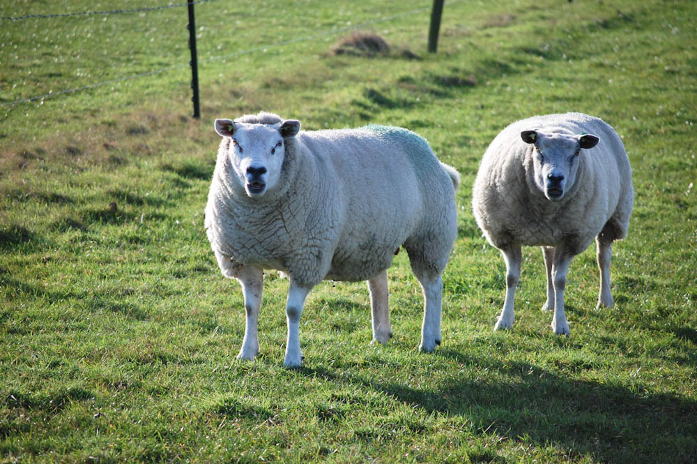 Das Schaf und seine Wolle