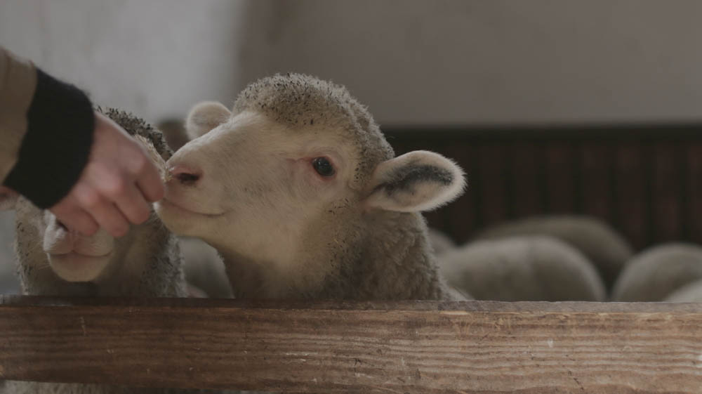 Nachhaltige Wolle mit Schaf & Schäfer Nachhaltige Wolle Crowdfunding von Schaf & Schäfer Nachhaltige Wolle mit Schaf & Schäfer
