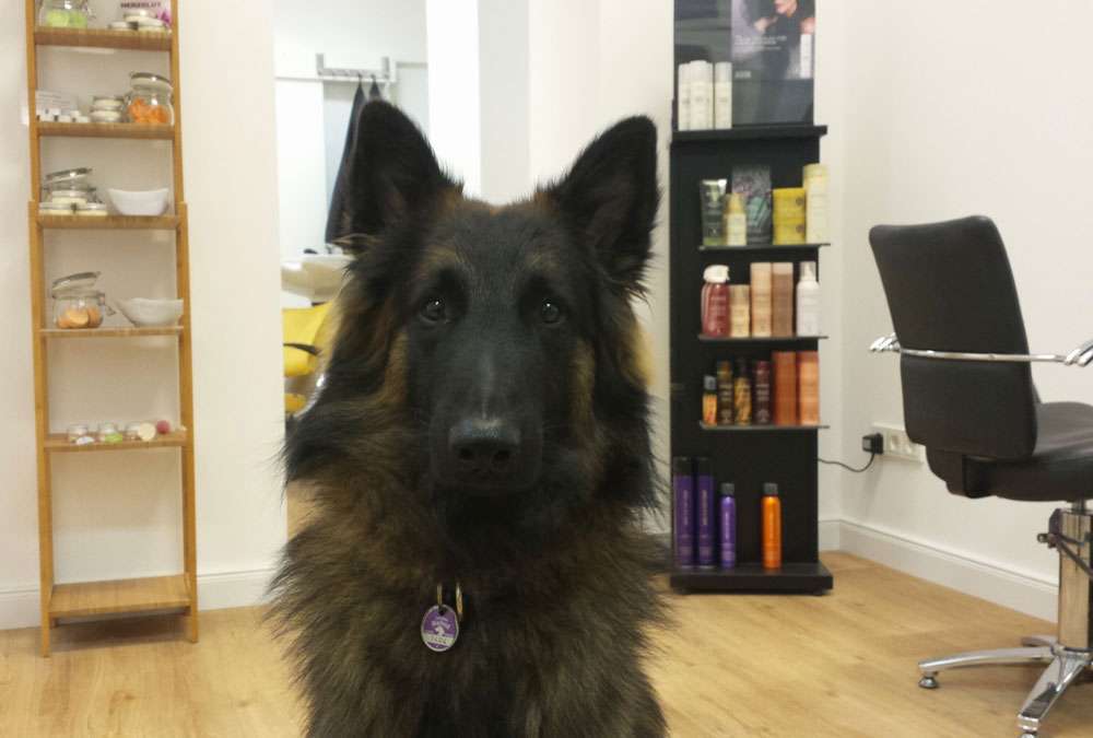 Das Regenbogenschaf - Hund Egen im Salon