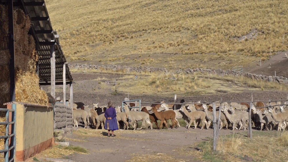 Pascuali filati naturali - Farm im Hochgebirge von Peru
