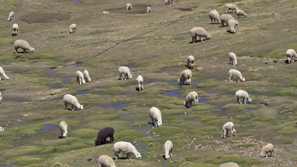 Alpakas im Hochgebirge von Peru