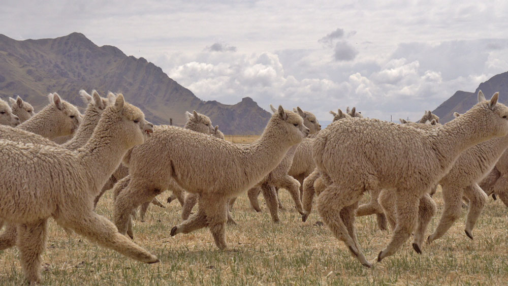 Pascuali filati naturali - Gewächshäuser für Schule in Peru