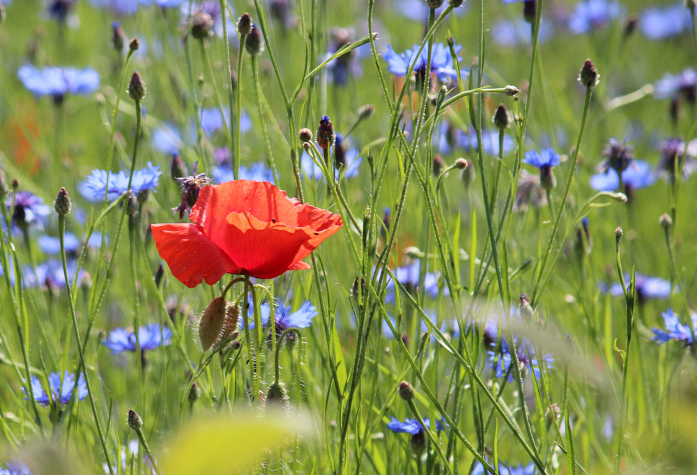 Stricken im Sommer