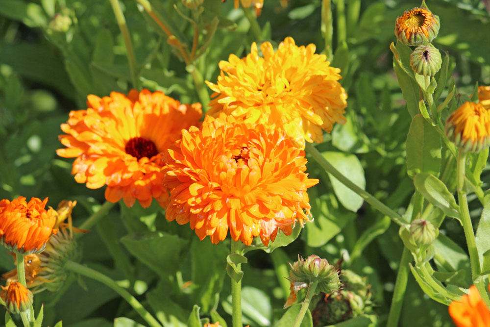 Stricken im Sommer - Ringelblumen