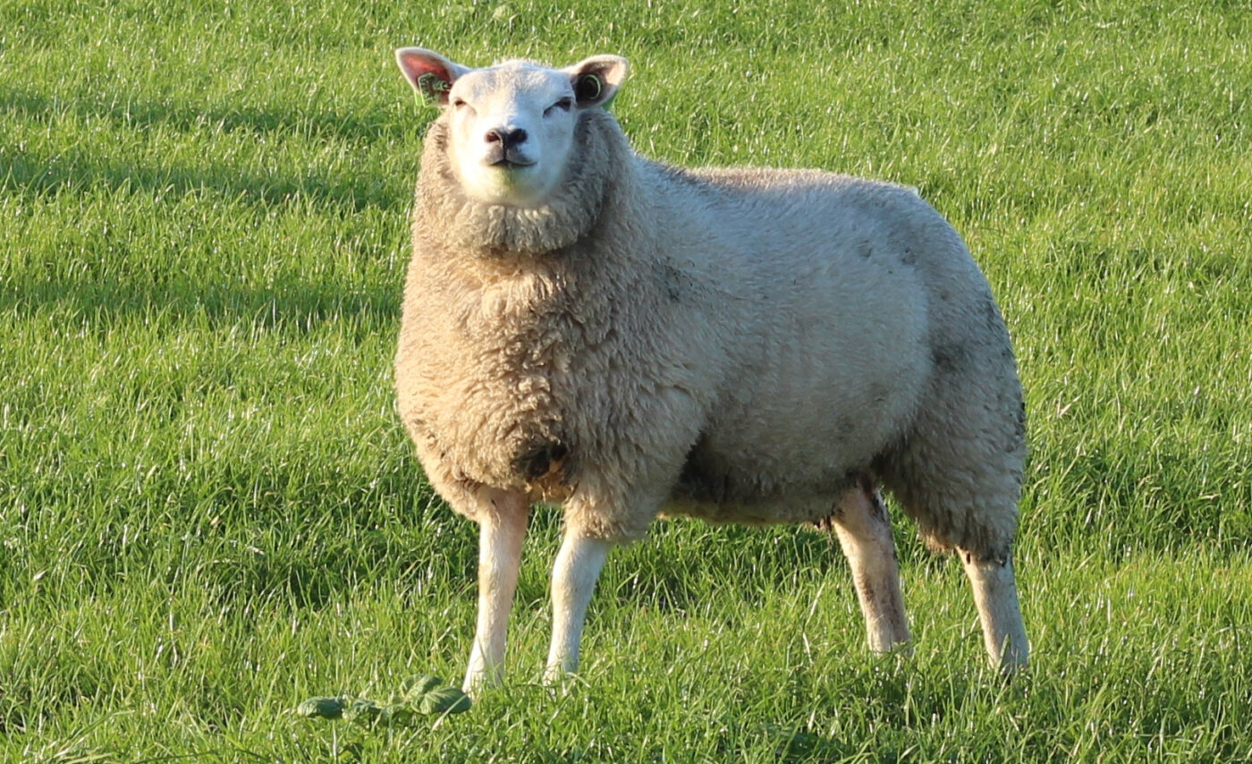 Schaf und Mensch - Texelschaf