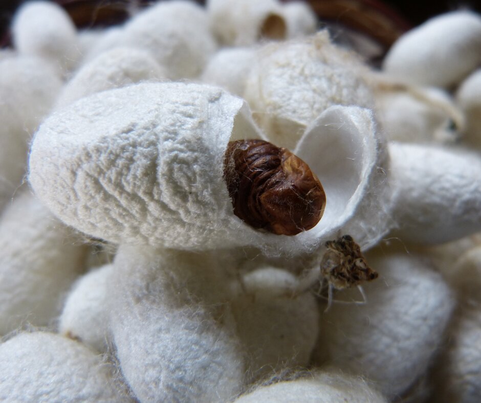 Wolle und Garne - Seidenraupe im Kokon