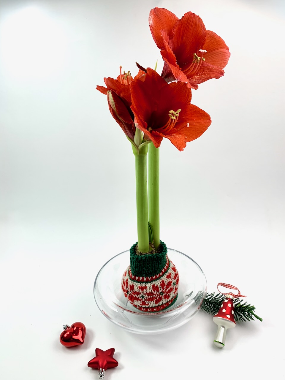 Hülle für Amaryllis in Wachs