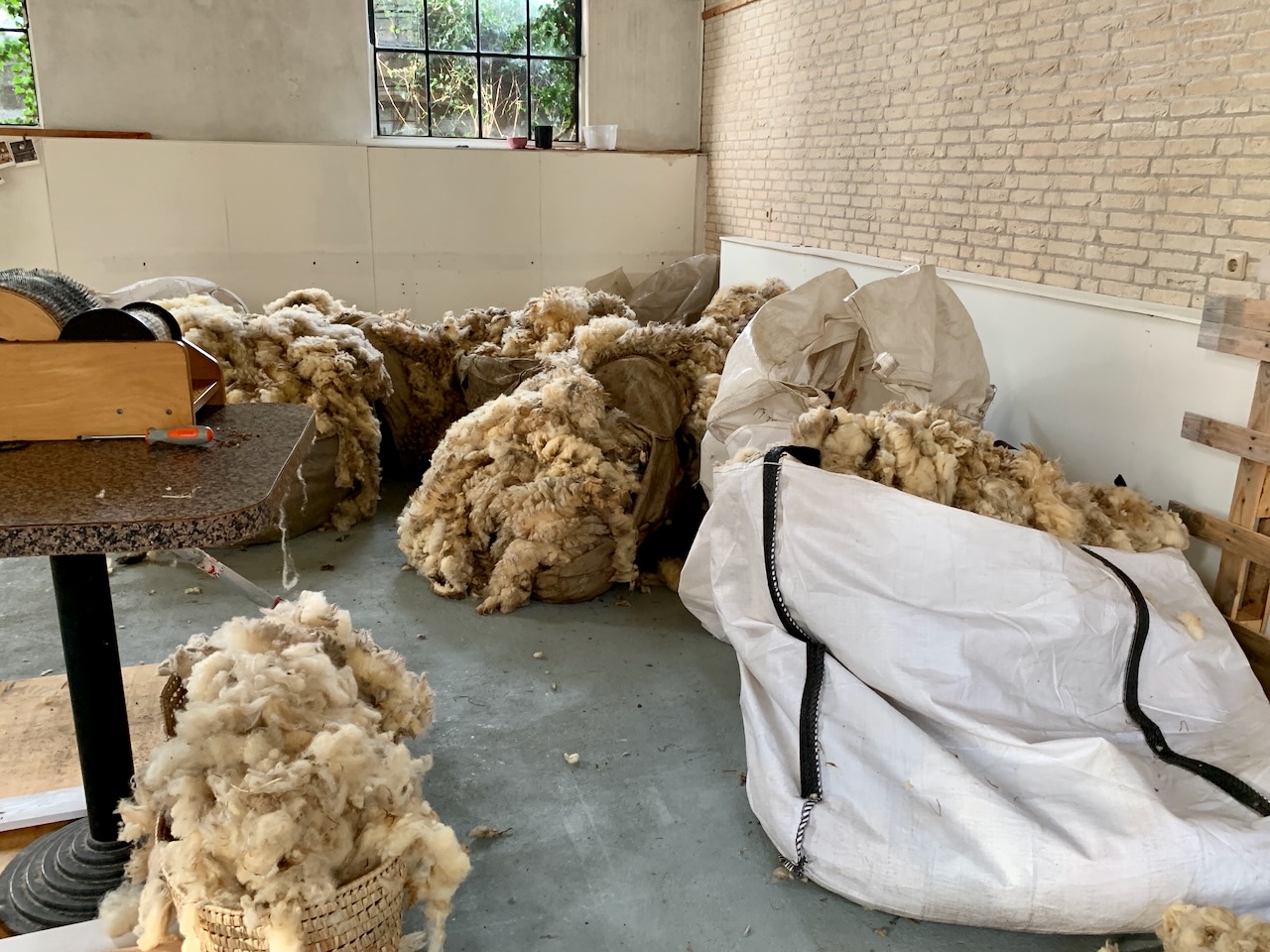 Wolle von Texeler Schafen für das Kunstprojekt
